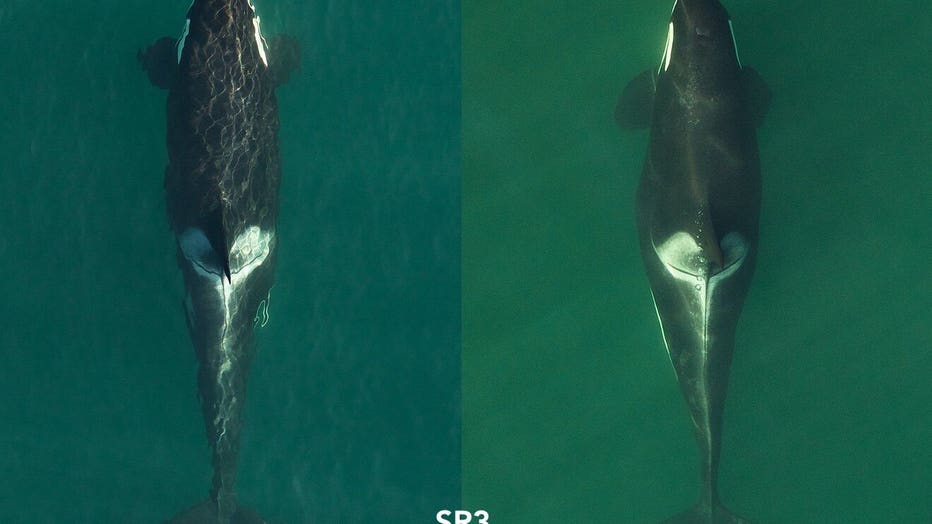 pregnant whales