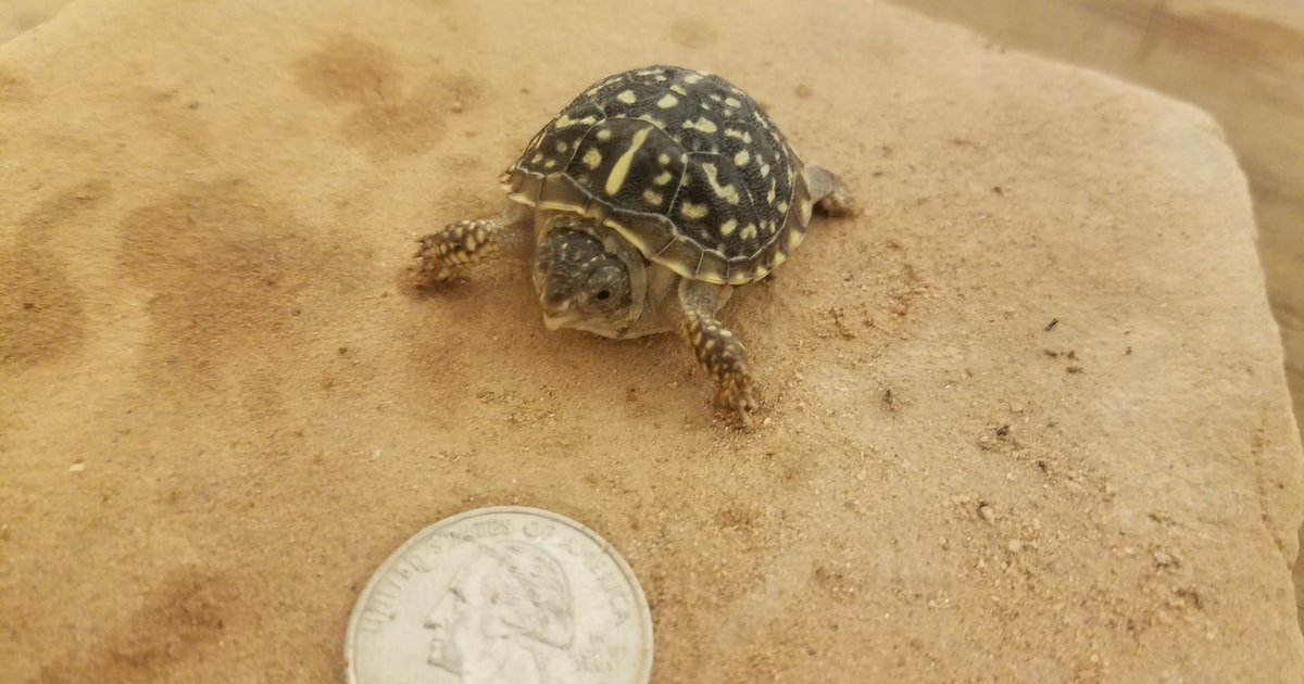 Surprise! Baby turtle hatched at the Phoenix Zoo | FOX 10 Phoenix