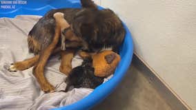 Animal rescue documents rescued dog caring for a litter of motherless kittens