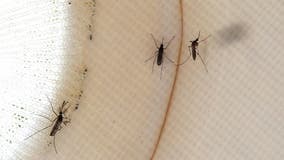 Study: Climate change contributes to the spread of certain diseases through mosquitoes