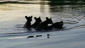 Mama bear carries 3 cubs on her back to swim across Wisconsin lake