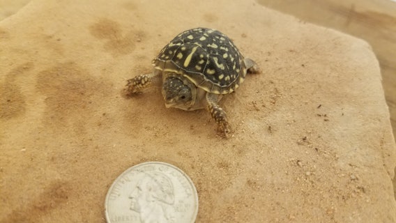 Surprise! Baby turtle hatched at the Phoenix Zoo