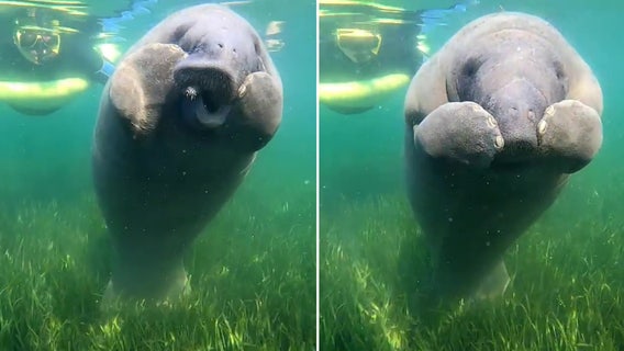Adorable video shows manatee calf scratching itchy nose