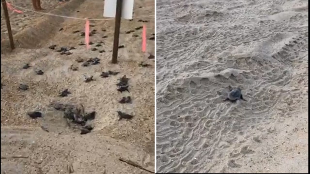 Turtle hatchlings scramble across Outer Banks beach on journey to sea