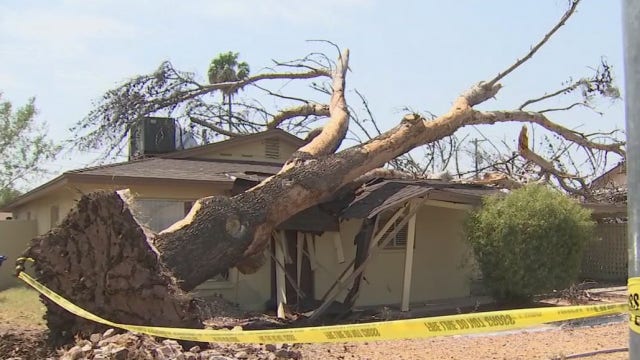 'It was almost like a bomb went off': Monsoon causes tree to fall on a Mesa home