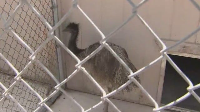 Emu escapes, sends Scottsdale residents and officers on a short chase