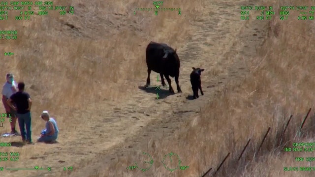 Injured seniors rescued by helicopter after being chased by a cow and its calf