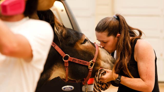 Rancher gets emotional after losing horses and baby goats in California wildfire