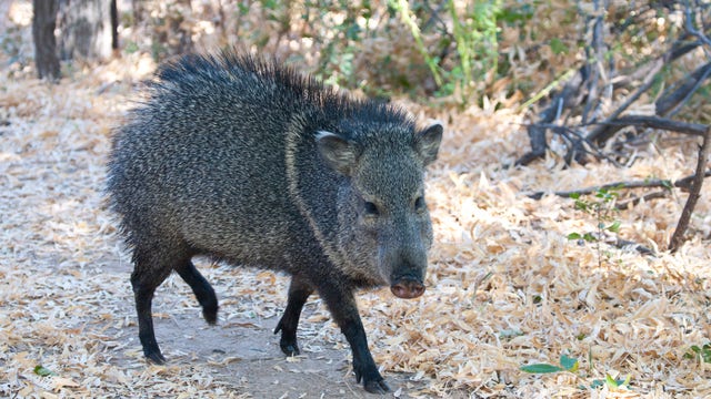 Woman bitten by javelina while walking her dog near Tucson