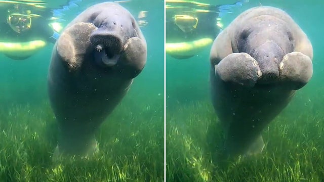 Adorable video shows manatee calf scratching itchy nose