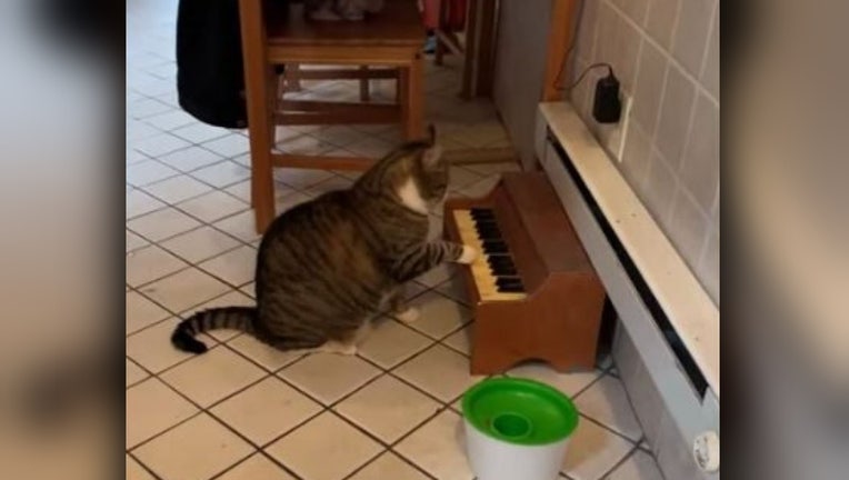 cat piano swns