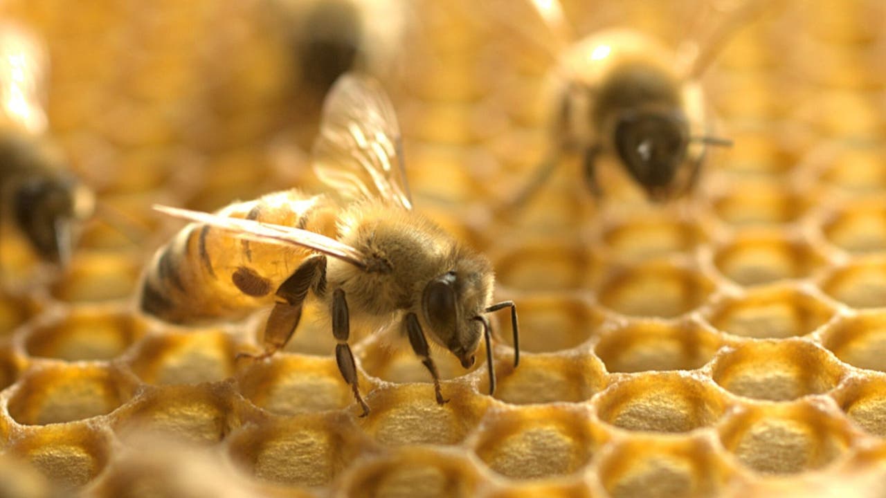 Leaked Abeille_ OnlyFans - Honey Bee srbinside
