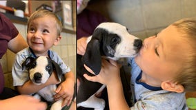 Michigan parents adopt puppy with cleft lip for son, 2, born with cleft lip