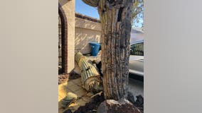 Cactus topples onto roof of Phoenix home