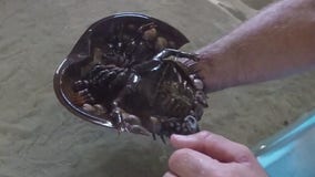 Researchers look to horseshoe crabs for help with a COVID vaccine