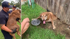 Dog stuck in a jam after trying to escape under fence in Louisiana