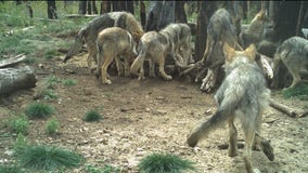 3 Mexican wolf pups cross-fostered into an Arizona pack