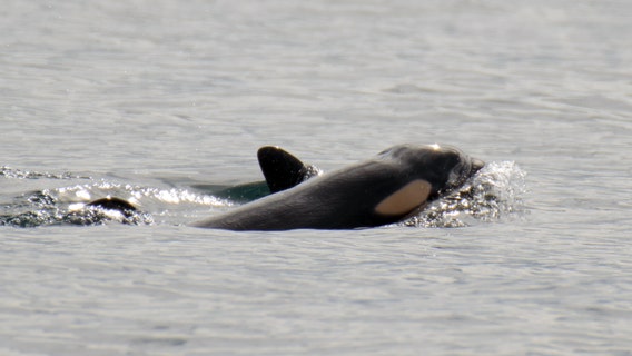 Second new orca baby spotted with J-Pod in less than a month
