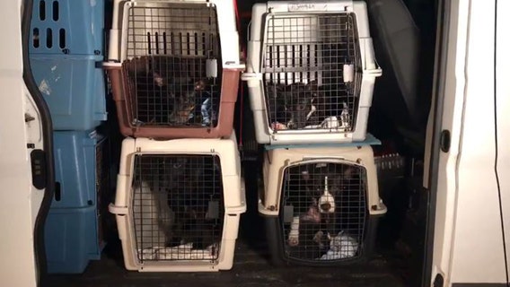 Animals displaced by Hurricane Sally brought to SPCA Tampa Bay