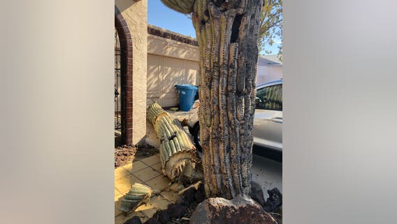 Cactus topples onto roof of Phoenix home