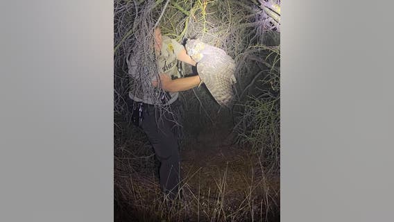MCSO deputy saves owl that was found in the middle of the road