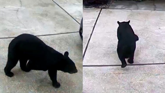 VIDEO: 3-legged bear takes Diet Coke from Central Florida garage