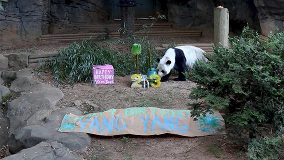 Zoo Atlanta throws birthday bash for 23-year-old giant panda Yang Yang