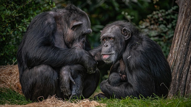 Chester Zoo welcomes 'hugely significant' birth of endangered chimpanzee