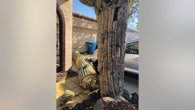 Cactus topples onto roof of Phoenix home
