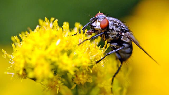 Elderly man tries to swat housefly, causes explosion: report
