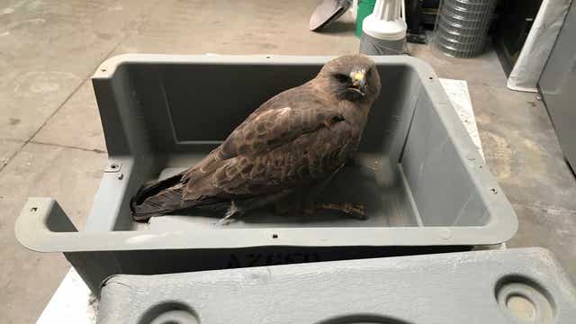 Four hawks released in Phoenix after months of rehabilitation