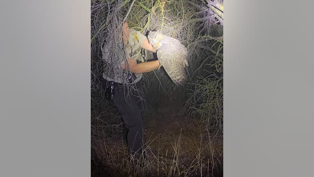MCSO deputy saves owl that was found in the middle of the road