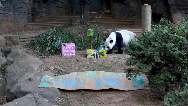 Zoo Atlanta throws birthday bash for 23-year-old giant panda Yang Yang