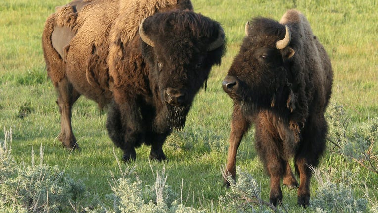 Two bison graze in the meadow of Yellowstone National Park