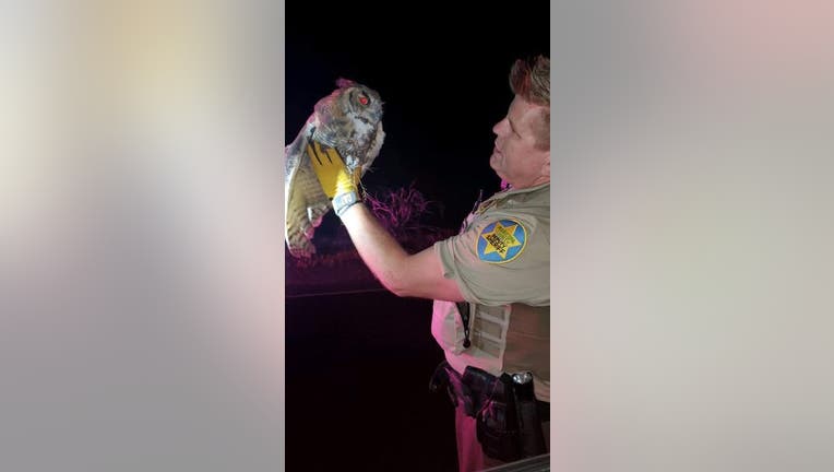 A deputy with the Maricopa County Sheriff's Office holding an owl he found in the middle of the road