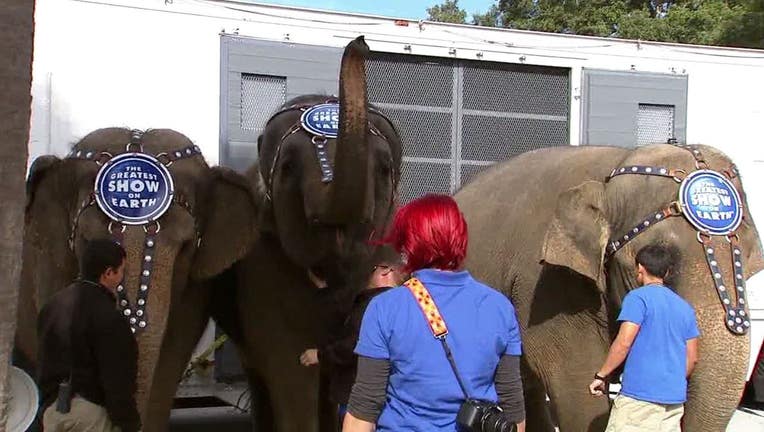 elephants ringling  wtvt