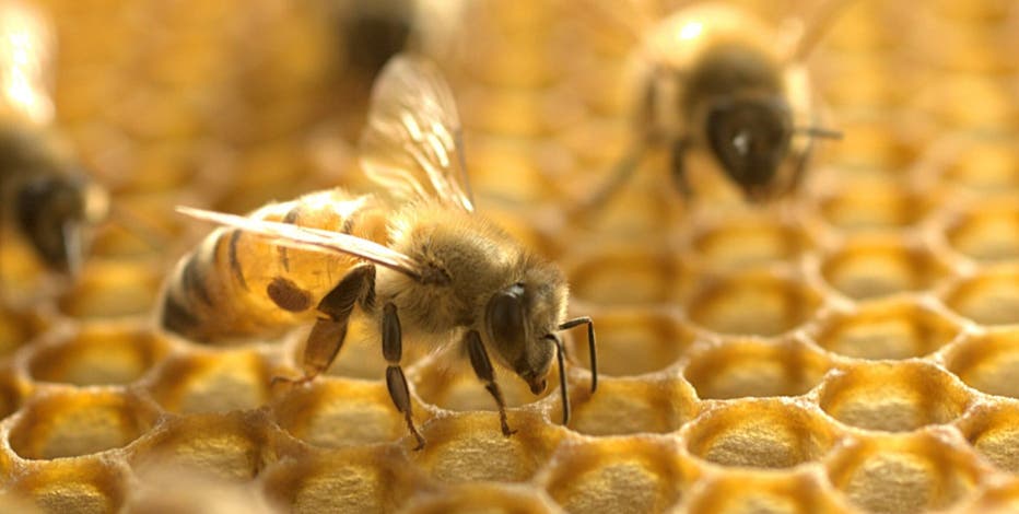 Phoenix firefighter, hiker stung by bees during rescue on Camelback Mountain