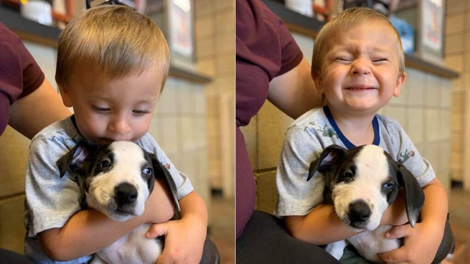 Bentley-puppy-2-Jackson-County-Michigan-Animal-Shelter.jpg