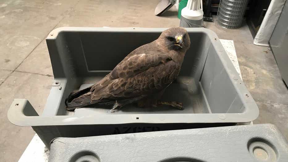 Swainson's Hawk recovering in Phoenix, Arizona. Photo by Liberty Wildlife