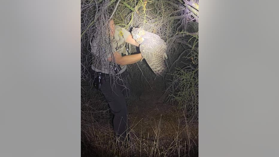 An deputy with the Maricopa County Sheriff's Office returning an owl to the wild after finding it in the middle of a road.