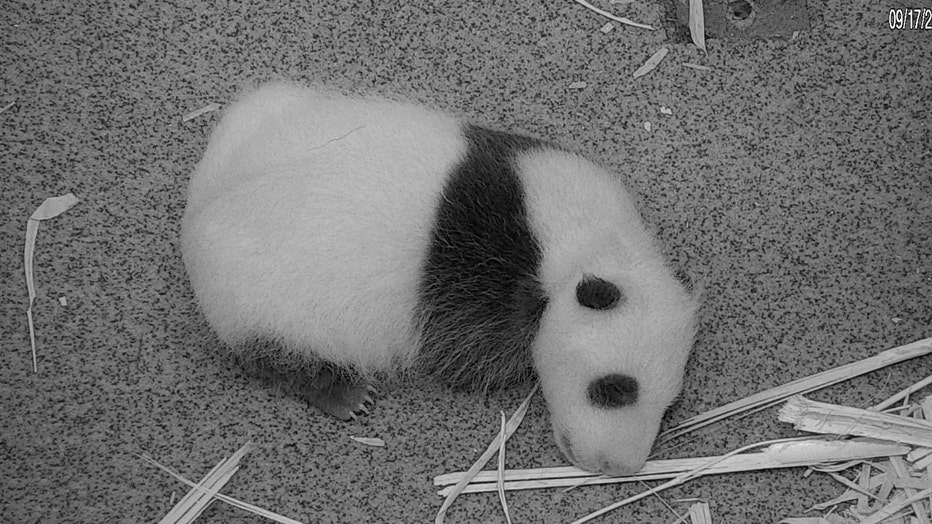 Panda_092120_1.jpg