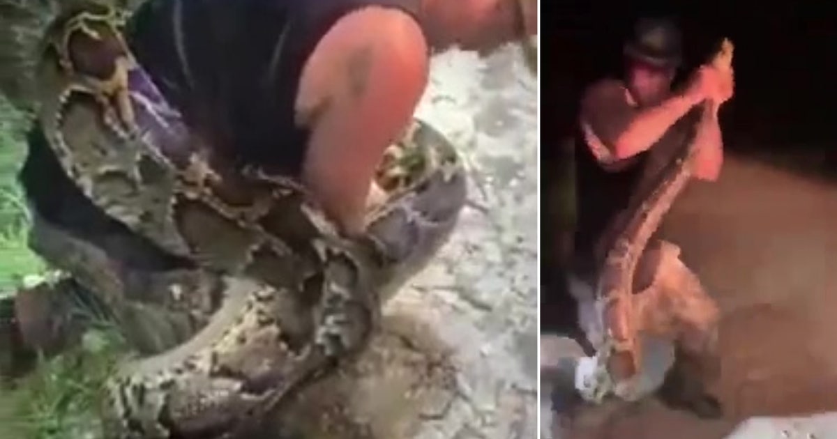 Massive 18-foot python wraps around hunter during capture in Florida ...