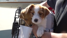 Dogs in need of homes flown to California to escape Hurricane Delta