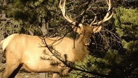 Arizona elk poaching case unsolved; $6,500 reward for tips