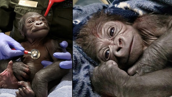 Adorable baby gorilla born via C-section at Boston zoo
