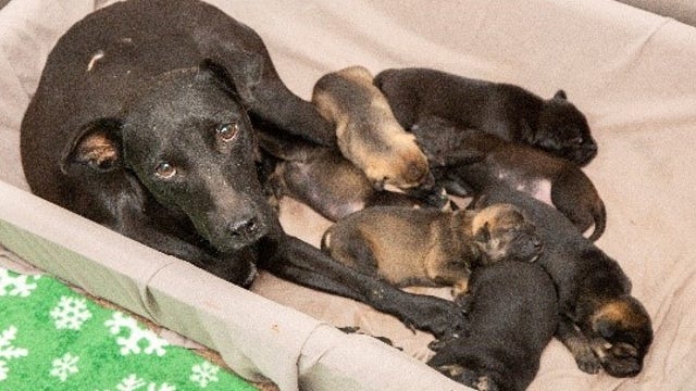 Arizona Humane Society rescues seven puppies, mother from under Phoenix home