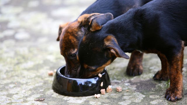Dog food recall over high levels of mold byproduct expands, FDA says