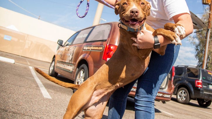 Arizona dog finally adopted after spending more than 400 days in Wickenburg shelter