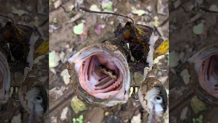 SnakeMouthBassTWRA