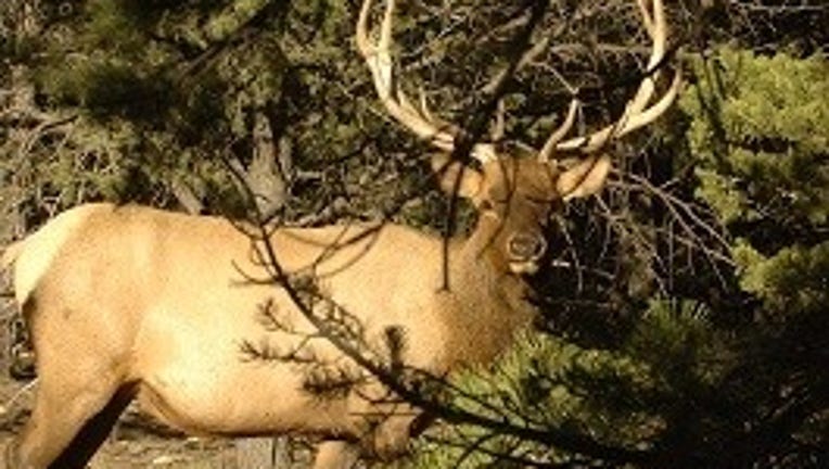 Bull elk standing in a forest